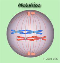 Metafáze nejdelší část mitózy, trvá cca 20 min jaderná