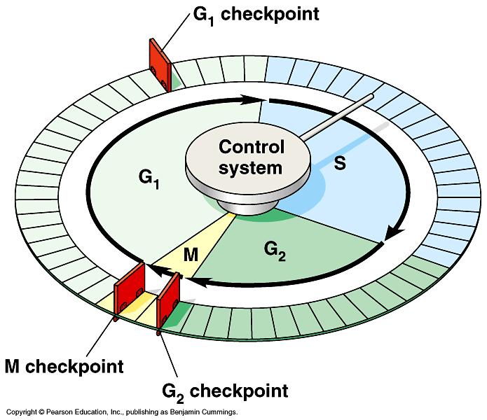 Kontrolní body pokud buňka nedostane signál vpřed v G1 fázi, dostane se do