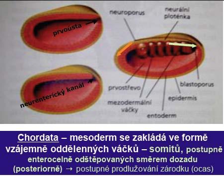 Metamerizace výchozí plán morfogeneze strunatců Chordata mesoderm ve formě oddělených váčků