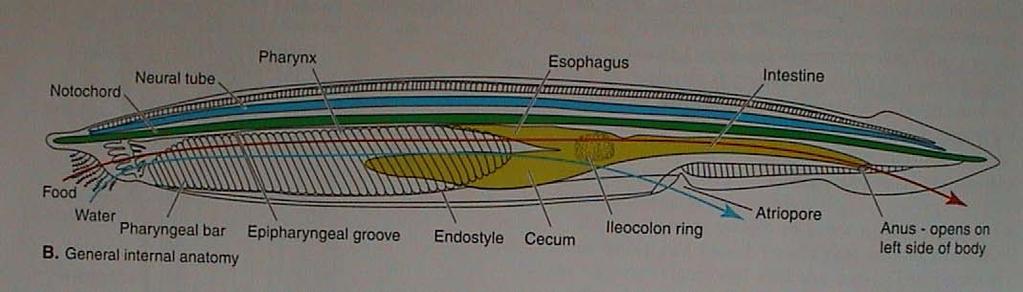 Cephalochordata chorda dorsalis, chybí kost i chrupavka nervová trubice po celé délce těla (od rostra), vesicula frontalis (rozšíření nervové trubice v hlavové části), infundibulární orgán