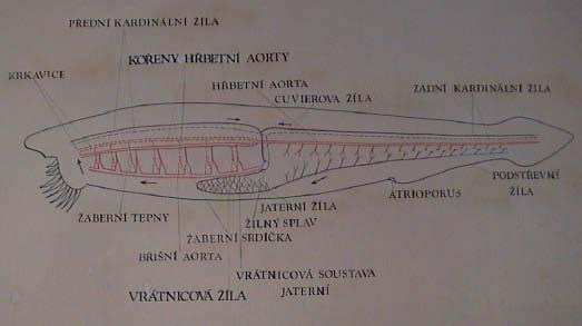 Cévní soustava není dokonale uzavřená v místě srdce (obratlovci) netepající žilný splav Dýchací systém pokožka žábry endoderm.