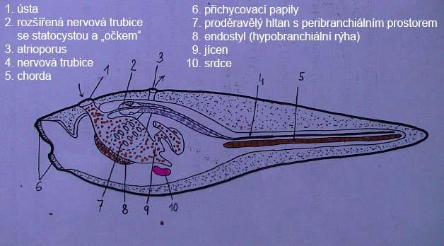 Ascidiacea