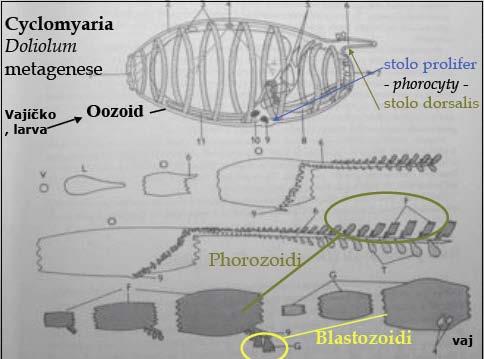 1) Na stolo prolifer (provazec na pučení blízko trávicí trubice) pučení noví jedinci (blastozoidi) 2) Přicestovávají k stolu polifer phorocyty (přenašeči) 3) Phorocyty naloží blastozoidy - cestují na