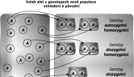 vztah alel v genotypech aktuální populace vzhledem k jejich p vodu koeficient inbridingu se však nemusí vztahovat jen k alelám ur itého jedince v širším