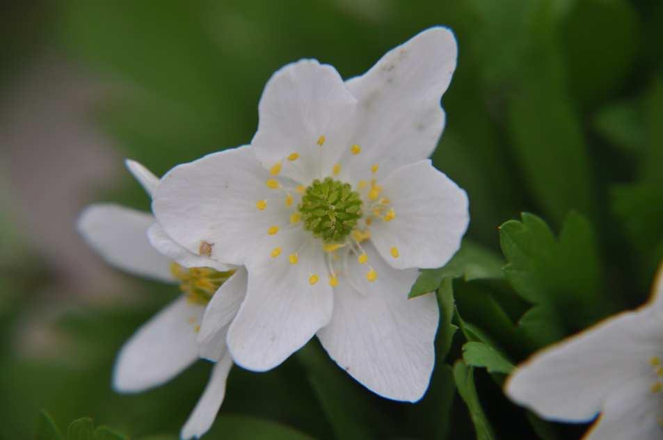 Praktická část 2 Ranunculaceae