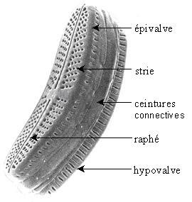 Morfologie Schránka- frustula Epithéka Hypothéka Valva Pleura Raphe Striae Centrální nodulus