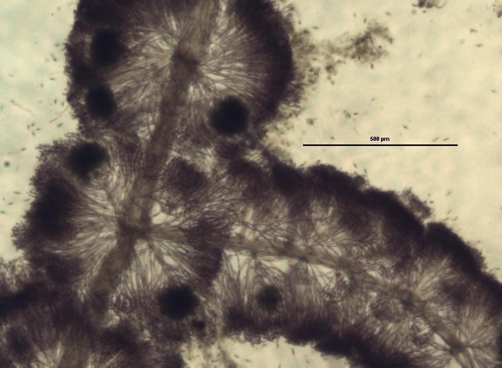 Odd.: Rhodophyta Třída: Rhodophyceae Řád: Batrachospermales Nodus (z něj vyrůstá