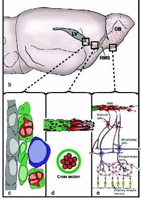 neurogeneze v době vábení neurogeneze regulovaná