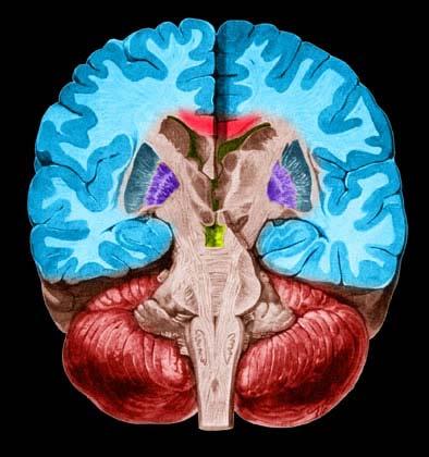 ?) 2) spící, případě potřeby intenzivně proliferující buňky vzniklé z buněk B - typ C (TA progenitory, přechodně/transientně se dělící progenitory) 3) z buněk typu C