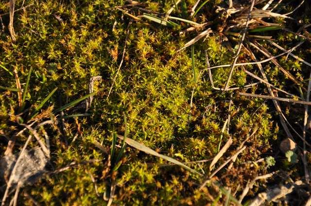 Třída Bryopsida* Řád Pottiales Syntrichia ruralis (rourkatec