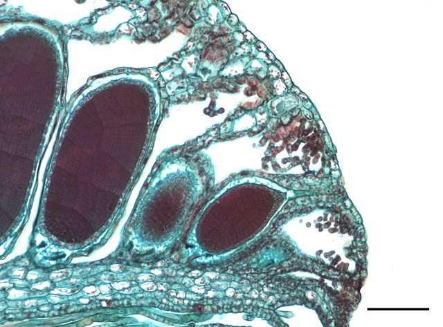 org/wikipedia/commons/thumb/2/2e/marchantia_antheridial_head.