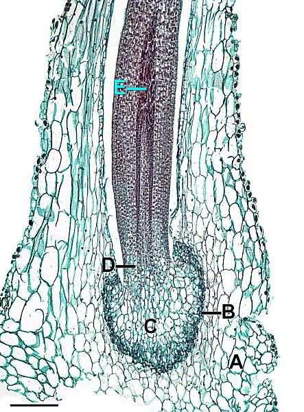 Oddělení Anthocerotophyta (hlevíky) A-Gametophyte, B-Placental tissue, C-Foot, D-Meristematic region, E-Young sporogenous and elater tissue. Scale=0.