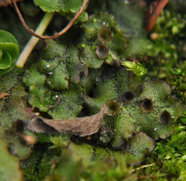 (lupenitá) foliozní (listnatá) rozlišitelná na