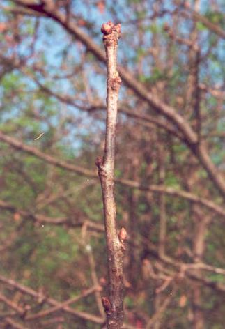 Plasy, Tvrdonice, Troubky, Malenovice) na jaře roku 2002 v termínu od 3. do 11. května. Při hodnocení byly současně vybírány jednotlivé pozdě rašící stromy (obr.