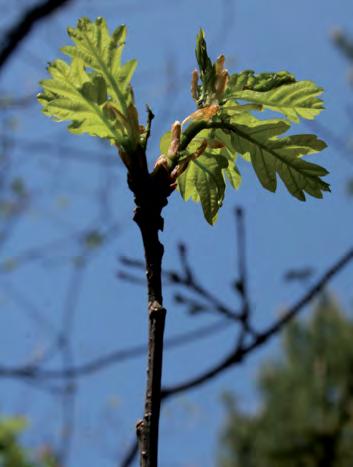 Medium budding tree phase 2; plot Netolice, Obr. 7. Mladé listy st.