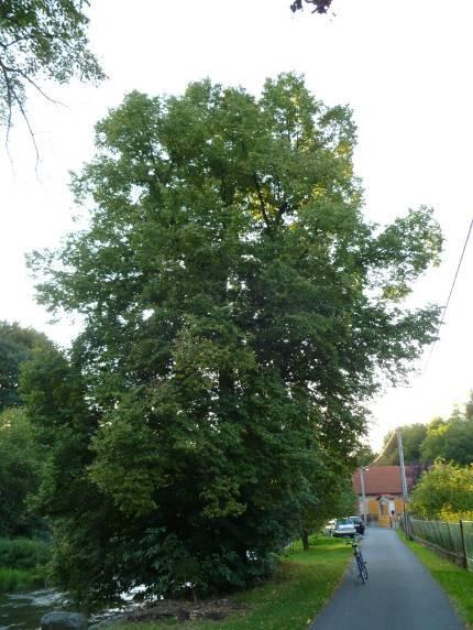 (foto: autor) Obr. IXb - Tilia cordata Mill.