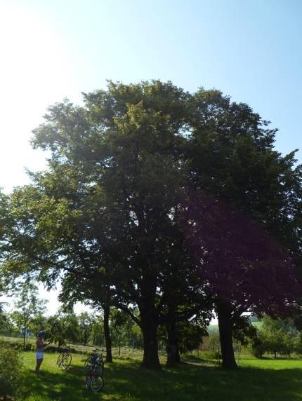 Xa - Tilia cordata Mill.