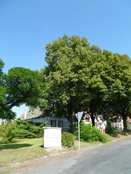 (foto: autor) Obr. Xb - Tilia platyphyllos Scop.