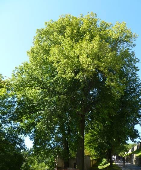 XIII Lokalizace vybraných lip v obci Víska (foto: autor)