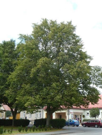 (foto: autor) Obr. VIIIa - Tilia cordata Mill.