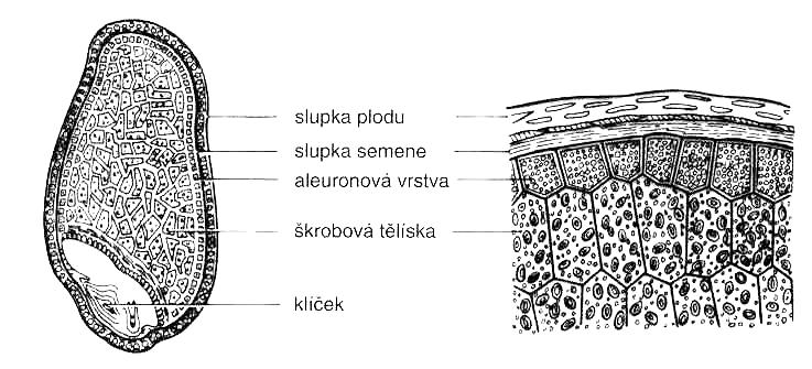 5. ROZBOR VLASTNOSTÍ DOPRAVOVANÝCH MATERIÁLŮ Obiloviny jsou semena jednoletých ušlechtilých travin. Mezi obiloviny řadíme pšenici, žito, ječmen, oves, kukuřici, rýži, proso a pohanku.