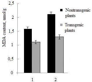 Rychter, 2003). Lipid peroxiadation activity in plants was determined by the content of MDA. In transgenic plants, it was lower by 30% than in wild type plants.