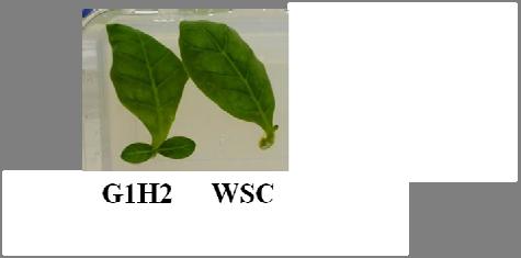 Use of genetically modified organisms in bioremediation Figure 5. Study of physiological effect of medium containing cadmium on transgenic (G1H2) and non transgenic (WSC) plant.