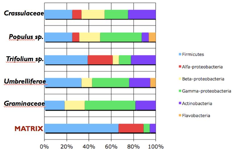 Diversity of microorganisms involved in bioremediation processes & OMICS Results obtained indicated that in As(V) enrichment cultures Actinobacteria and Firmicutes (67%), were the most abundant phyla.