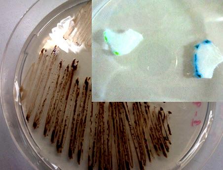 Biosorption and bioaccumulation of heavy metals The SME layer at a depth of 75 to 95 cm is characterized by high metal contents (Fig. 2B). Previous studies (Carlsson et al.