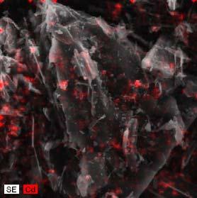 902 for Cd) indicate that competitive Langmuir model well described equilibrium data in binary system. We also found the existence of competition among metal ions for binding sites on SB surface.