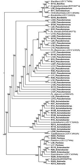 Phytoremediation and