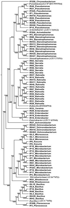 Phylogenetic relationship