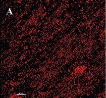 Biodegradation and toxicity of POPs biofilms on BH-G 2χNA media. These biofilms were all comparable in structure and size to each other, and to the BH-G 2χNA multispecies biofilms.