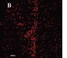 Biofilms were grown aerobically (25 C, 125 rpm) for 14 days using a tailings pond water inoculant. Growth media used included TSB (A), and BH-G 2χNA (B). Media was not replenished. 3.