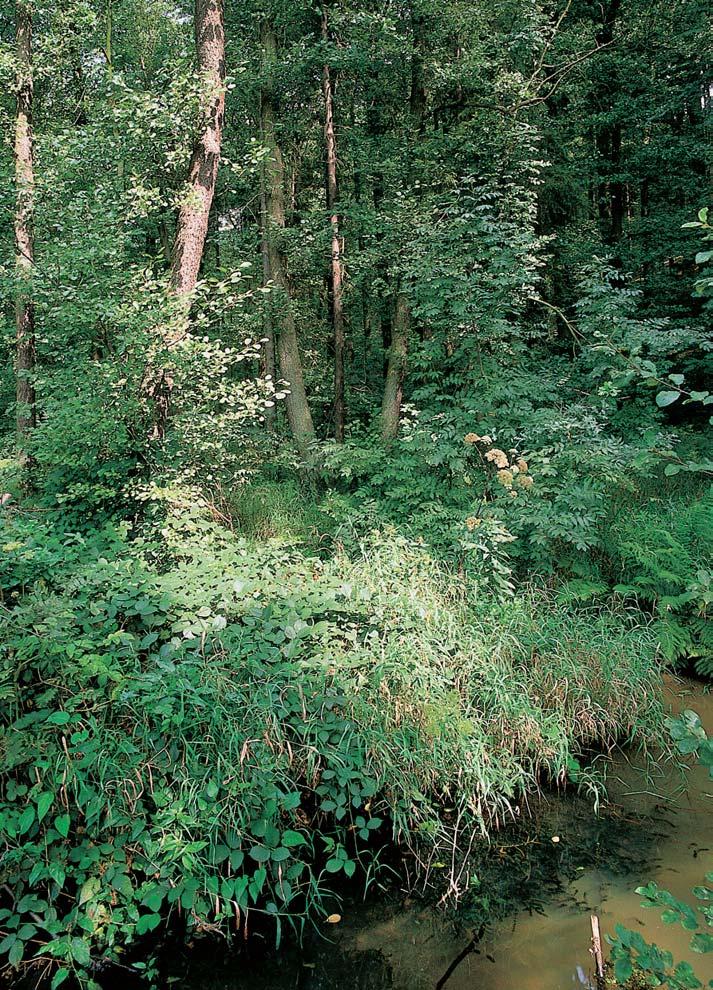 PlzeÀsko a Karlovarsko GEOLOGIE Území pfiírodní památky leïí v údolní nivû Voldu ského potoka.