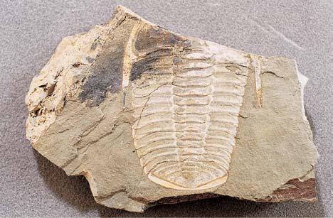 Nalezi tû bylo prvním a je dosud jedním z mála míst, kde byla v klabavském souvrství zji tûna trilobitová fauna, charakterizovaná v skytem trilobita Euloma bohemicum.