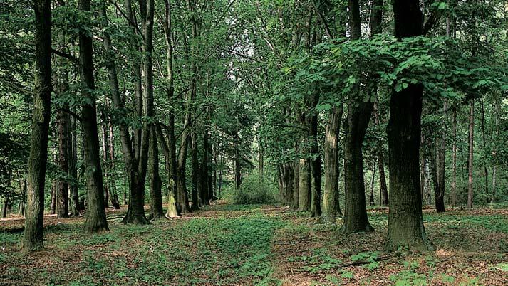 PlzeÀsko a Karlovarsko GEOLOGIE Ve stráni na severním okraji Rokycan vystupují na ãetn ch místech edozelené jílovité bfiidlice stfiední ãásti klabavského souvrství spodního ordoviku (biozóna