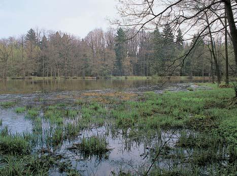 natrix) a zmije obecná (Vipera berus).