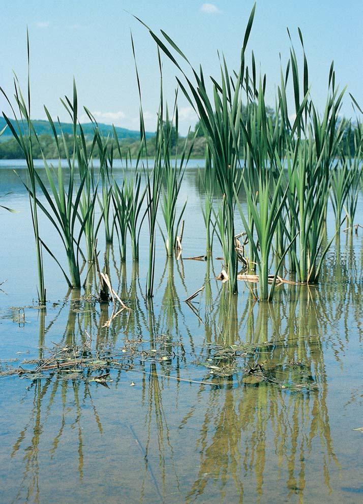 PlzeÀsko a Karlovarsko GEOLOGIE Horninov m podkladem území pfiírodní památky jsou jílovité sedimenty spodního a stfiedního ordoviku, zcela zakryté kvartérními fluviálními uloïeninami.