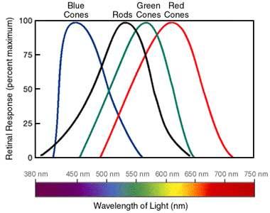 While most humans are trichromatic (having three types of colour receptors), many animals, known as tetrachromats, have four types of colour receptors.