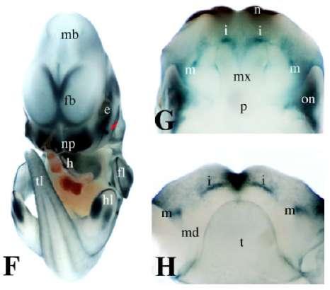 From patterning to odontogenesis