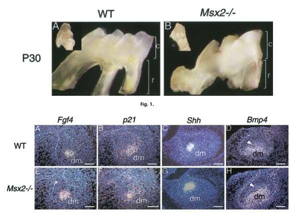 molekulární informace: exprese (přítomnost) proteinu