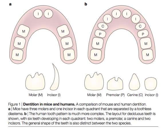 Evoluce zubů: OUT-IN vs. IN-OUT (EKT vs. END?