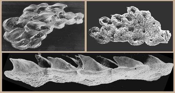 Thelodont (agnathan) pharyngeal denticles