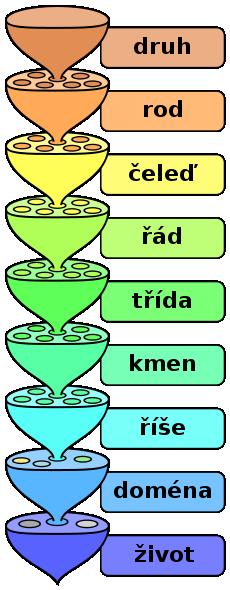 1. SYSTEMATICKÉ VĚDY: zabývají se poznáním, pojmenováním a tříděním organismů dle shody znaků; předmět studia: jednotlivé skupiny organismů.