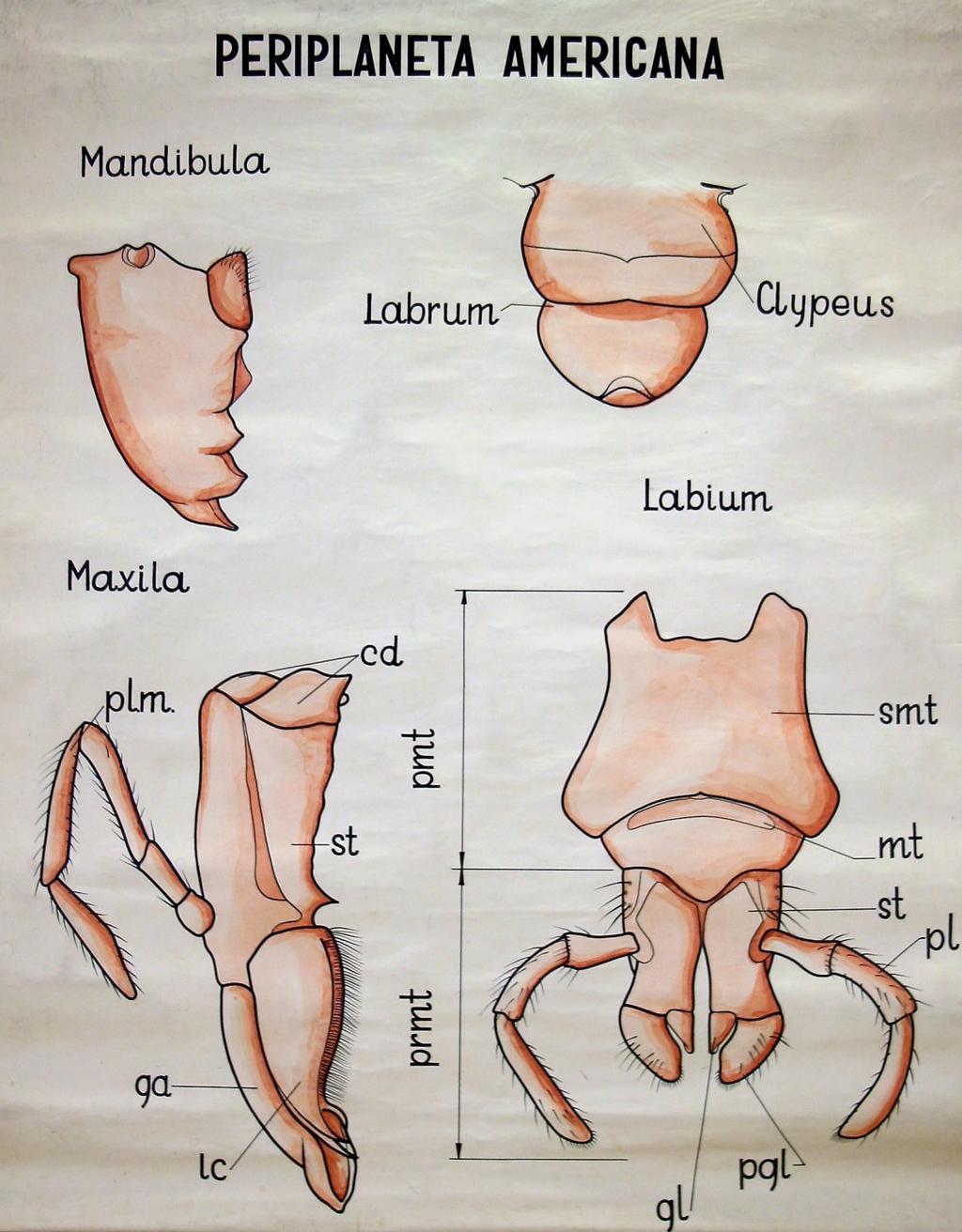 Periplaneta americana (šváb americký) kousací příjem pevné potravy Clypeus (štítek) Labrum (horní pysk) Mandibulae (kusadla) Maxillae