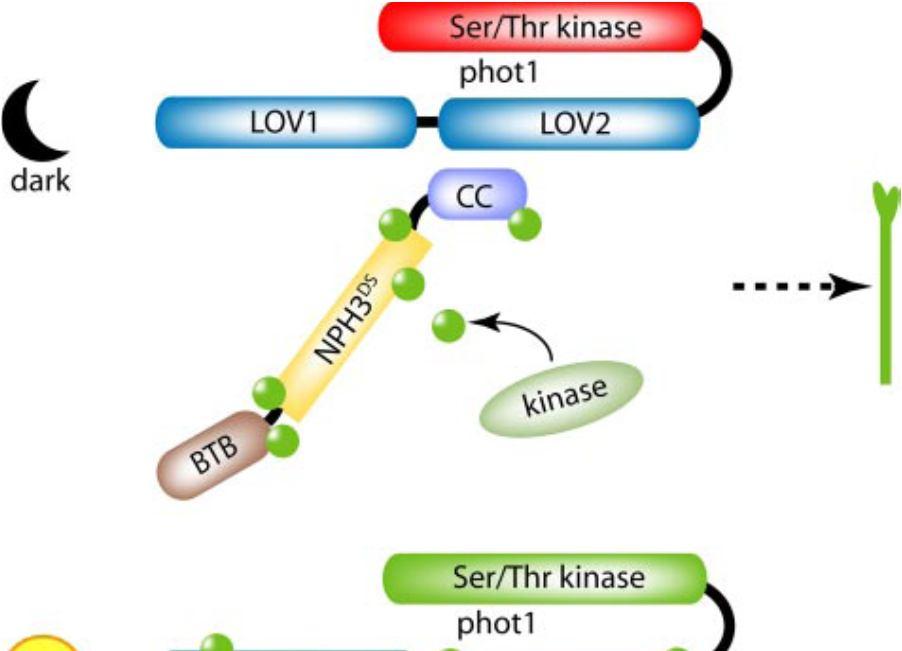 17 UPDATE 2007 Pedmale UV, Liscum E (2007) Journal of Biological Chemistry 282: 19992-20001 Tma PHOT1 - nefosforylován; NPH3 -