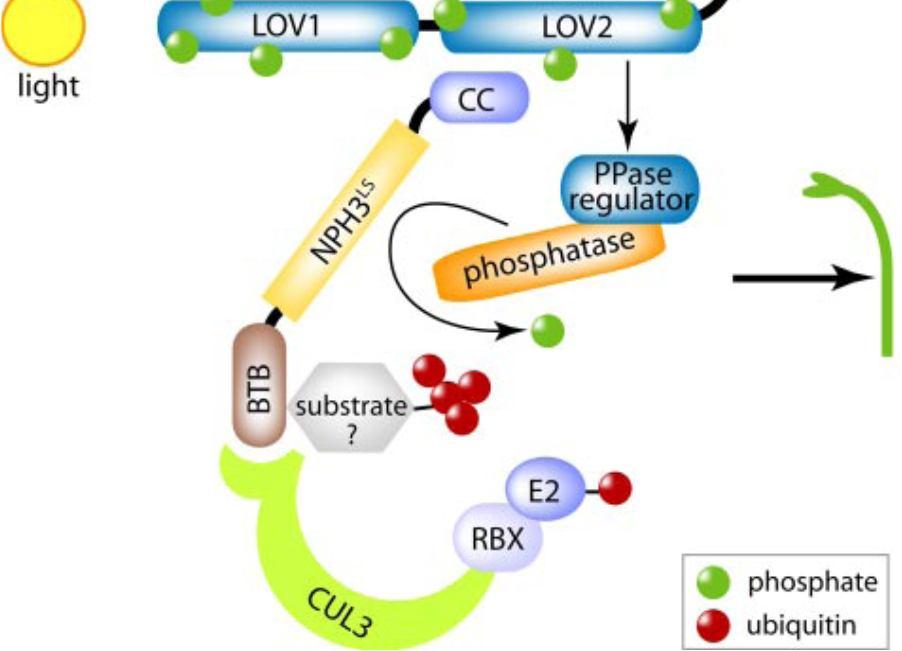 defosforylován, katalyzováno 1 protein fosfatázou NPH3 funkční součást komplexu CUL3-ubiquitinprotein ligázy E3 NPH3 opět