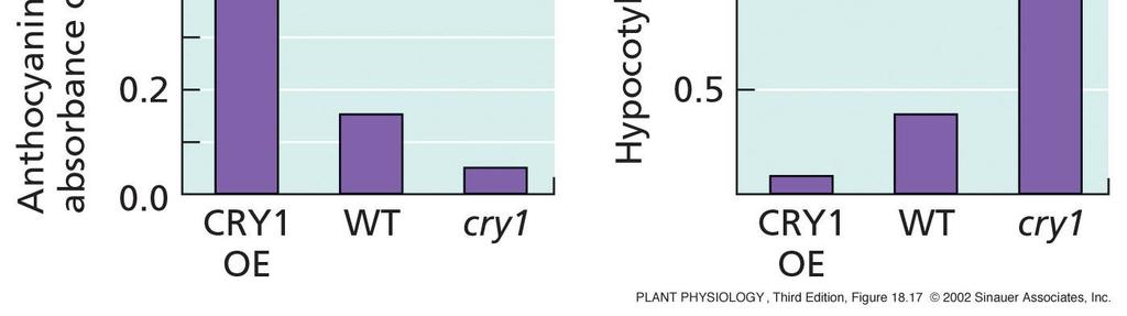 overexprese CRY1 v transgenních rostlinách => silná inhibice růstu