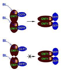 27 Modré světlo WT CRY2 PHR CCT2 PHR CCT2 Neaktivní UPDATE 2005 Aktivní Mutace v CNT1 Objasněna funkce N-terminální domény kryptochromu N-terminální doména PHR (CNT1) je nutná k homodimerizaci